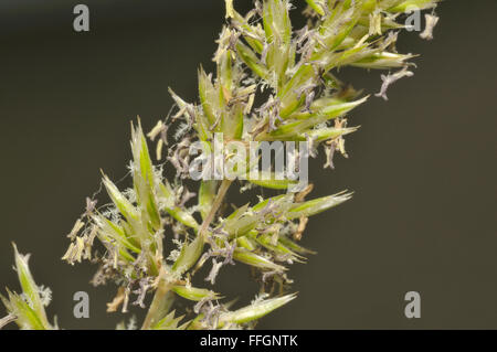 Du chien à crête-tail Grass - Cynosurus cristatus Banque D'Images