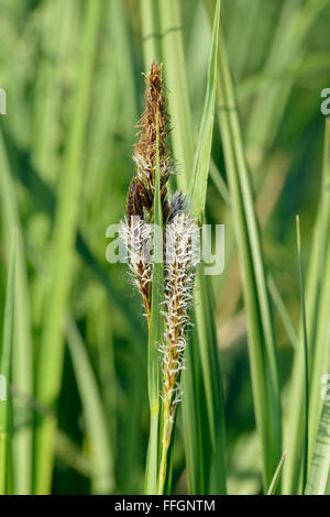Plus grand étang - Carex Carex riparia laîche pré humide Banque D'Images