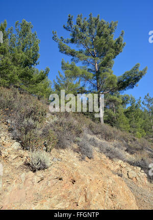 Forêt de pins calabrais ou turc - Pinus brutia montagnes Troodos, Chypre Banque D'Images