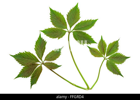 Virginia creeper. Feuilles de vignes sauvages isolé sur fond blanc Banque D'Images