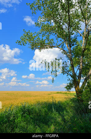 Champ de blé d'or against a blue sky Banque D'Images