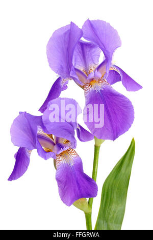 Fleur violette, d'iris isolé sur fond blanc Banque D'Images