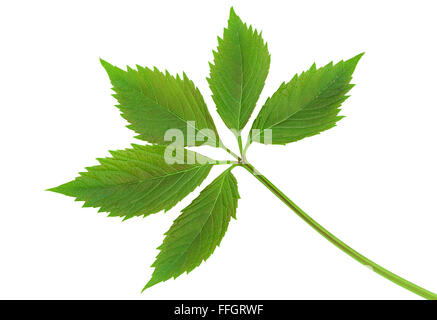 Virginia creeper. Feuilles de vignes sauvages isolé sur fond blanc Banque D'Images