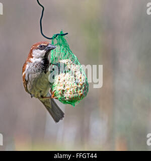 Moineau domestique mâle se nourrissant de fatball dans jardin. Banque D'Images