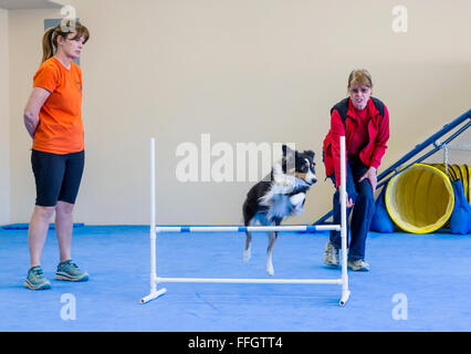 Les professionnels de la formation de chien berger australien pour sauter l'obstacle obstacle Banque D'Images