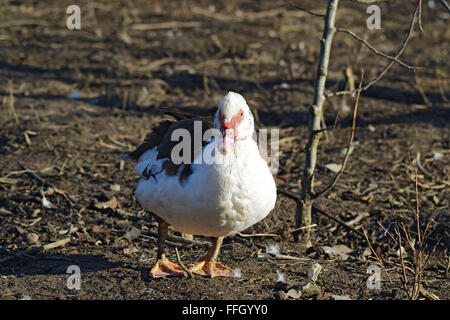 Le canard musqué. Le maintien de canards musqués dans un ménage. Banque D'Images