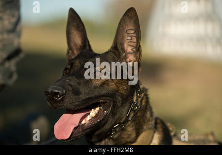 OOlaf attend pour l'enseignement de Le s.. Sharif DeLarge, un conducteur de chien de travail militaire du 802 e Escadron des Forces de sécurité, lors d'une agression contrôlée à l'exercice Joint Base San Antonio-Lackland. DeLarge et chiens de travail militaire affecté à JBSA-Lackland remplissent les exigences de l'application de la loi tous les jours ou en train de rester prêt à la mission. Banque D'Images