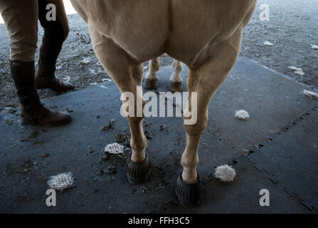 Réserver Le s.. Lauren Daniels pinceaux au large de la les poils sur Patton, la création de motifs en forme de gaufre sèche de l'atterrissage sur le sol. Le brossage des chevaux est un travail quotidien pour préserver la santé de l'enduire ainsi que d'une tâche de les préparer avant de partir en patrouille sur l'installation à Vandenberg Air Force Base, en Californie. Banque D'Images