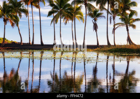 La réflexion de l'étang à Punalu'u plage de sable noir sur la grande île d'Hawaï. Banque D'Images