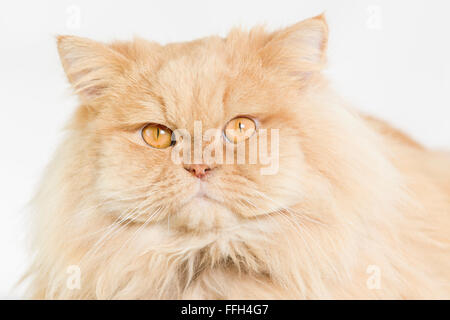 Chat persan de longs cheveux Orange isolé sur fond blanc Banque D'Images