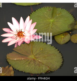 Nymphaea pubescens, velues-lily, l'eau de l'eau rose-lily, plante rhizomateuse aquatique avec des feuilles finement arrondis, fleur rose Banque D'Images