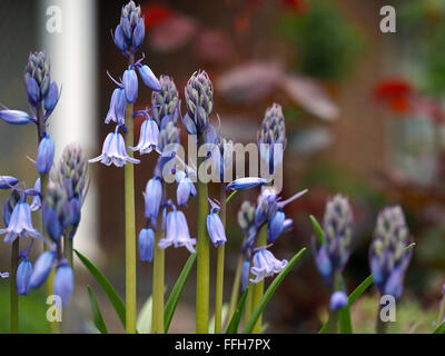 Blue Bells Macro Fleurs jacinthes Banque D'Images