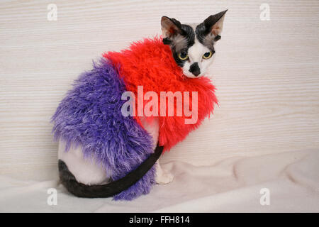 Chat Sphynx porter du rouge et violet pull Banque D'Images