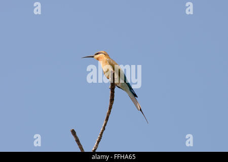 Green bee-eater, little green bee-eater ou Asian green Guêpier (Merops orientalis) assis sur une branche contre le ciel Banque D'Images