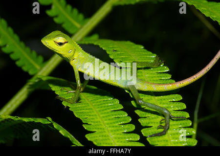 Lézard Vert Forêt vert forêt, Calotes ou vietnamien Calote (Calotes calotes) la réserve forestière de Sinharaja, parc national, Banque D'Images