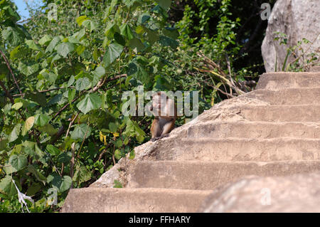 Toque macaque (Macaca sinica) assis sur les marches et de manger des biscuits, Hikkaduwa, au Sri Lanka, en Asie du Sud Banque D'Images