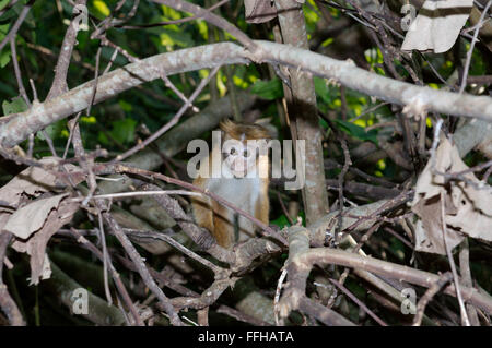 Les jeunes toque macaque (Macaca sinica) - endémique de Sri Lanka, Hikkaduwa, au Sri Lanka, en Asie du Sud Banque D'Images