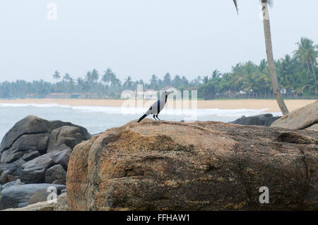 House crow, Indien crow, graynecked, Ceylan Colombo ou corbeau (Corvus splendens) assis sur un rocher sur la plage Banque D'Images