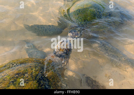 3 mars 2016 - Deux tortue verte, tortue verte, tortue de mer noire, ou du Pacifique tortue verte (Chelonia mydas) sur la surface de l'eau dans une eau peu profonde, de l'Océan Indien, Hikkaduwa, Sri Lanka (Ceylan), l'Asie du Sud de l'île © Andrey Nekrasov/ZUMA/ZUMAPRESS.com/Alamy fil Live News Banque D'Images