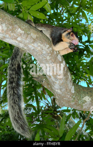 25 février 2016 - écureuil géant indien Malabar ou écureuil géant (Ratufa indica) Il est assis sur une branche et quelque chose à manger, Hikkaduwa, au Sri Lanka, en Asie du Sud © Andrey Nekrasov/ZUMA/ZUMAPRESS.com/Alamy fil Live News Banque D'Images