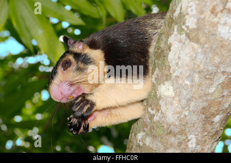 25 février 2016 - écureuil géant indien Malabar ou écureuil géant (Ratufa indica) Il est assis sur une branche et quelque chose à manger, Hikkaduwa, au Sri Lanka, en Asie du Sud © Andrey Nekrasov/ZUMA/ZUMAPRESS.com/Alamy fil Live News Banque D'Images