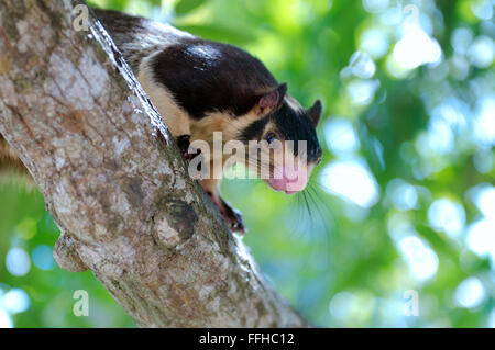 25 février 2016 - écureuil géant indien Malabar ou écureuil géant (Ratufa indica) Il est assis sur une branche et regardant vers le bas, Hikkaduwa, au Sri Lanka, en Asie du Sud © Andrey Nekrasov/ZUMA/ZUMAPRESS.com/Alamy fil Live News Banque D'Images