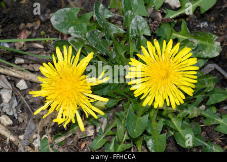 En fleur de pissenlit (Taraxacum officinale) Banque D'Images