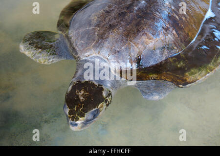 3 mars 2016 - (un blessé sans fin) tortue verte, tortue verte, tortue de mer noire, ou du Pacifique tortue verte (Chelonia mydas) flotte au-dessous de la surface en eau peu profonde, de l'Océan Indien, Hikkaduwa, Sri Lanka (Ceylan), l'Asie du Sud. © Andrey Nekrasov/ZUMA/ZUMAPRESS.com/Alamy fil Live News Banque D'Images