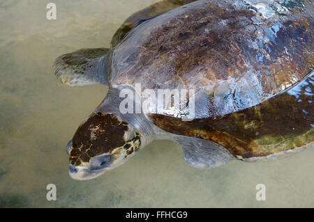 3 mars 2016 - (un blessé sans fin) tortue verte, tortue verte, tortue de mer noire, ou du Pacifique tortue verte (Chelonia mydas) flotte au-dessous de la surface en eau peu profonde, de l'Océan Indien, Hikkaduwa, Sri Lanka (Ceylan), l'Asie du Sud. © Andrey Nekrasov/ZUMA/ZUMAPRESS.com/Alamy fil Live News Banque D'Images