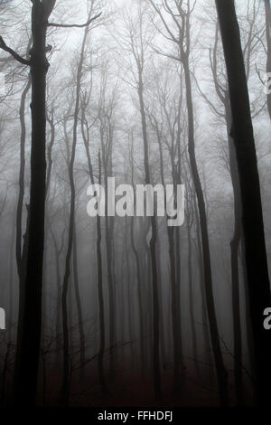 Bois de hêtre obscurci par des nuages bas, brouillard Shipka Pass, la Bulgarie, l'Europe de l'Est Banque D'Images