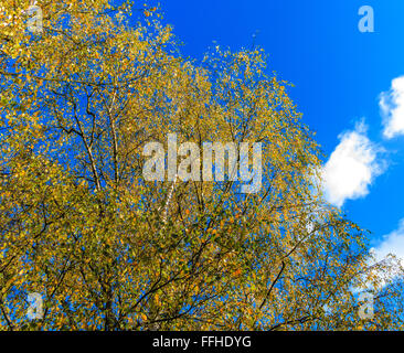 Feuilles de bouleau d'or à l'automne Banque D'Images