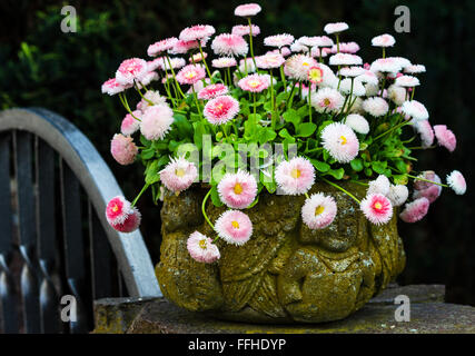 Bellis perennis blanc et rose en pot en pierre Banque D'Images