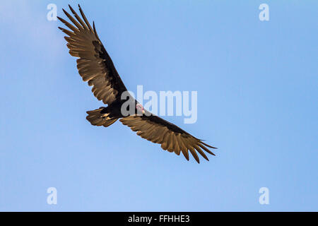 Urubu à tête rouge (Cathartes aura) en vol Santarem Brésil Banque D'Images