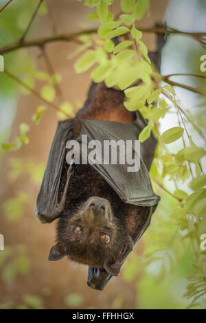 Sedric, la petite chauve-souris à nez court - Cynopterus brachyotis s, Koh Lipe, Thaïlande. Banque D'Images