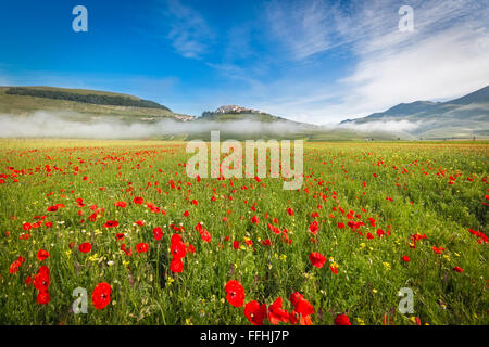 Piano à Fioritura Grande dans le brouillard du matin, Ombrie, Italie Banque D'Images