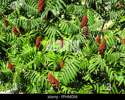 Velours ou vinaigrier sumac vinaigrier (Rhus typhina) dans un jardin tropical Banque D'Images