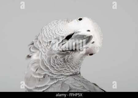 Homme perroquet gris d'Afrique. Banque D'Images