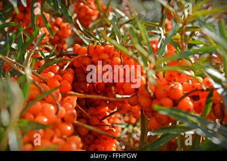 Arbustes d'Argousier plein de fruits rouges au début de septembre, Camber Sands, Sussex. Banque D'Images