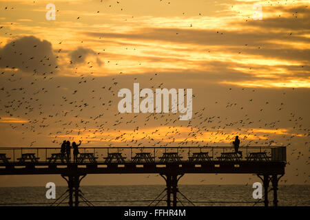 Aberystwyth, Pays de Galles, Royaume-Uni. 8Th Feb 2016 UK weather : Les ornithologues et les photographes sont entourés par un troupeau de milliers de minuscules étourneaux comme ils volent dans urmurations "énorme" sur le bord de quai dans la mesure où le soleil se couche sur la baie de Cardigan à Aberystwyth, sur la côte ouest du pays de Galles. Les oiseaux se perchent sur les jambes de fer de fonte de la jetée de l'ère victorienne, l'un des rares gîtes urbains au Royaume-Uni Crédit photo : Keith Morris / Alamy Live News Banque D'Images