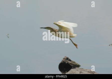 Héron de Spacco (Ardeola ralloides) En vol au lac Kerkini, dans le nord de la Grèce Banque D'Images