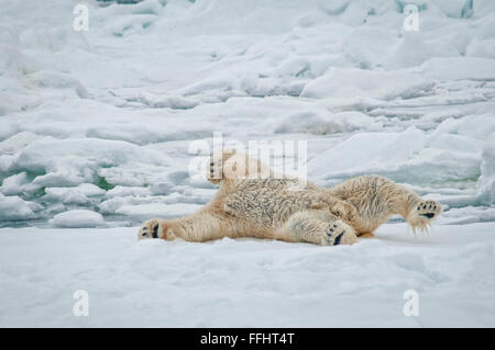 Des profils Ours blanc, Ursus maritimus, montrant sa peau noire pendant qu'il nettoie lui-même en roulant dans la neige, l'archipel du Svalbard, Norvège Banque D'Images