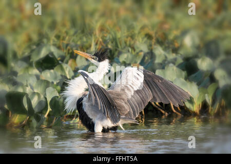 Héron Cocoi héron à col blanc ou, Ardea cocoi, avec des plumes ébouriffées et ailes déployées dans le Pantanal, Mato Grosso, Brésil Banque D'Images