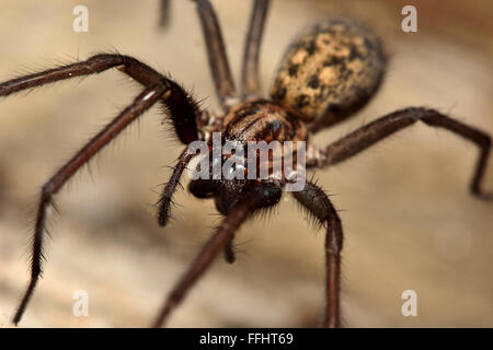 Maison commune (araignée Tegenaria domestica). Une grande araignée dans la famille Agelenidae, actifs la nuit et montrant de grandes canines Banque D'Images