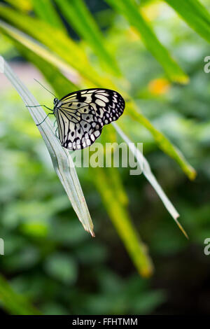 Papillon blanc-noir assise sur le bord d'une feuille de palmier Banque D'Images