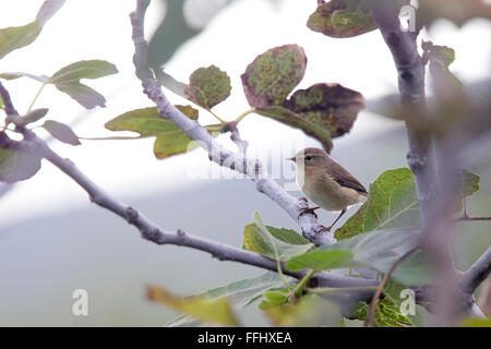 Îles Canaries, « récent (Phylloscopus canariensis), Tenerife, Canaries, Espagne. Banque D'Images