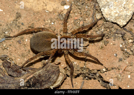 Trochosa ruricola wolf spider femelle de ci-dessus. Une femme araignée dans la famille Lycosidae, avec l'élargissement de l'abdomen Banque D'Images