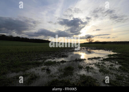 Commune d'Epsom, Surrey, Angleterre, Royaume-Uni. 14Th Feb 2016. Après la pluie, des nuages passent au-dessus d'un champ inondé de blé d'hiver, sur un jour froid dans le sud-est de l'Angleterre. Credit : Julia Gavin UK/Alamy Live News Banque D'Images