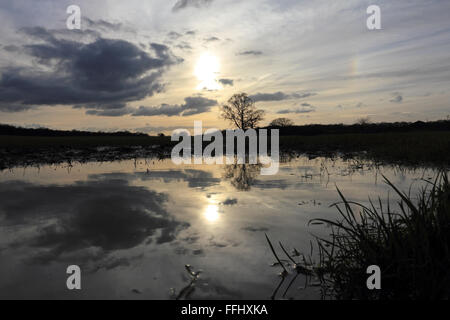 Commune d'Epsom, Surrey, Angleterre, Royaume-Uni. 14Th Feb 2016. Après la pluie, des nuages passent au-dessus d'un champ inondé de blé d'hiver, sur un jour froid dans le sud-est de l'Angleterre. Credit : Julia Gavin UK/Alamy Live News Banque D'Images