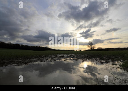 Commune d'Epsom, Surrey, Angleterre, Royaume-Uni. 14Th Feb 2016. Après la pluie, des nuages passent au-dessus d'un champ inondé de blé d'hiver, sur un jour froid dans le sud-est de l'Angleterre. Credit : Julia Gavin UK/Alamy Live News Banque D'Images