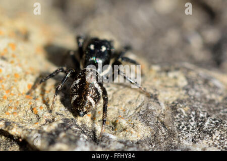 (Salticus scenicus araignée zèbre). Un noir et blanc à rayures thomisidae (famille des Salticidae), montrant les marques sur l'abdomen Banque D'Images